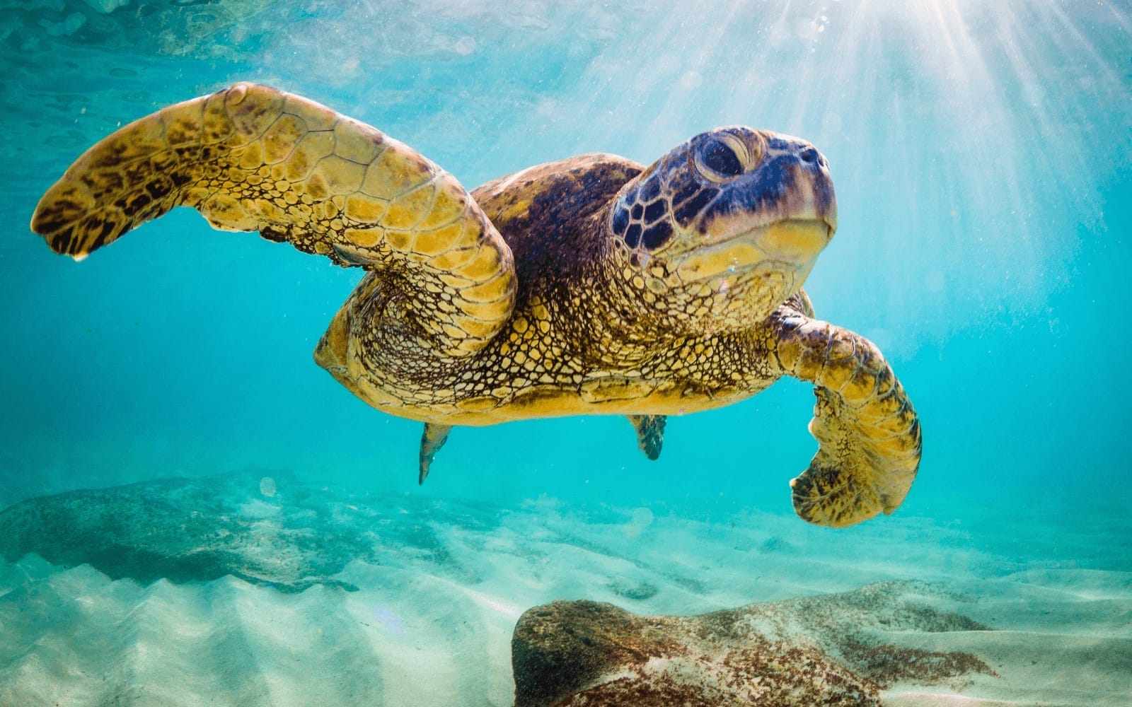 Oahu Snorkeling Tours | Discover the Top Snorkeling Tours on Oahu!