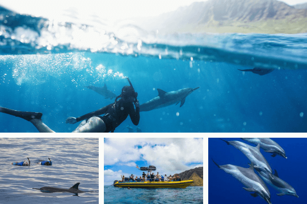 dolphin-excursions-oahu