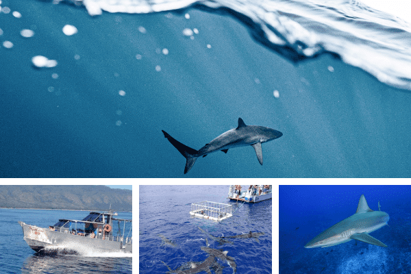 swim-with-sharks-on-Oahu