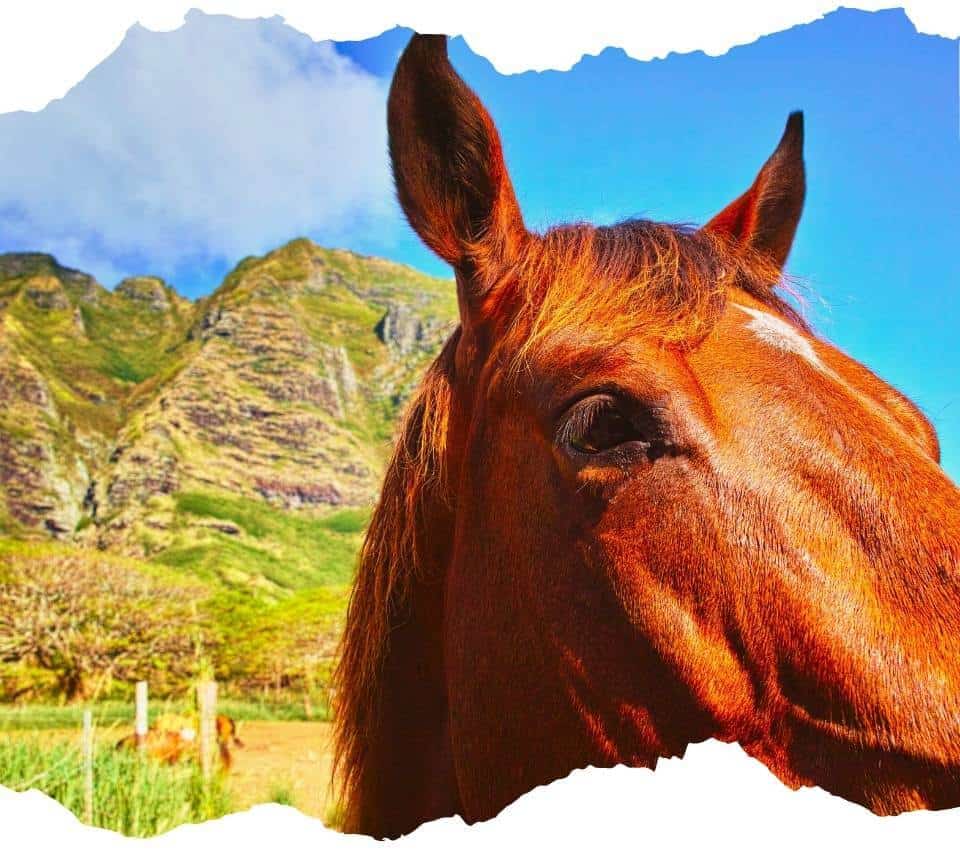 kualoa-ranch-horseback-riding