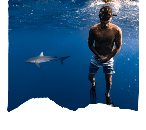 shark-diving-oahu
