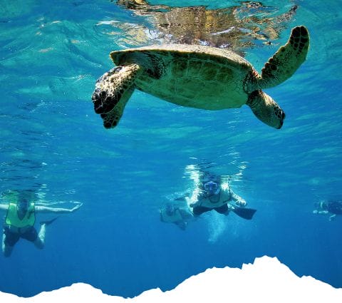 turtle-snorkeling-oahu