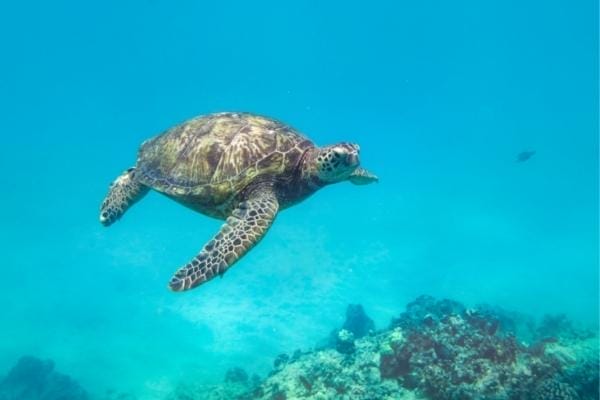 Waikiki-snorkeling-tours