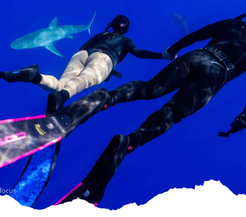 shark-diving-oahu -hawaii