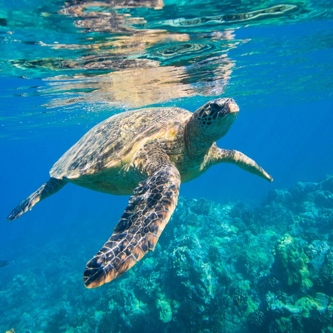 a green sea turtle is about to break the surface of the water for a breath of air