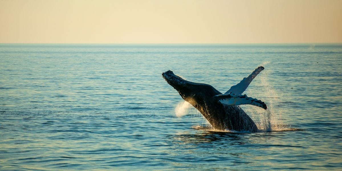 Best-Whale-Watching-Tours-on-Maui