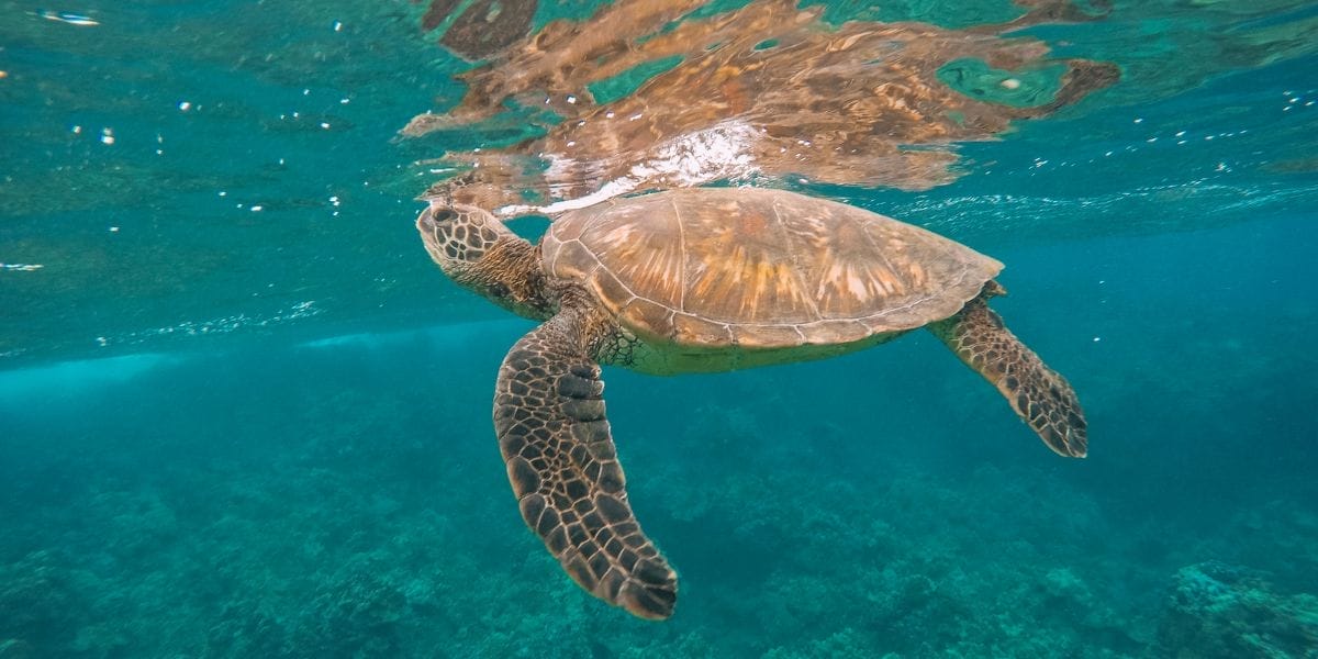 Snorkeling-Maui