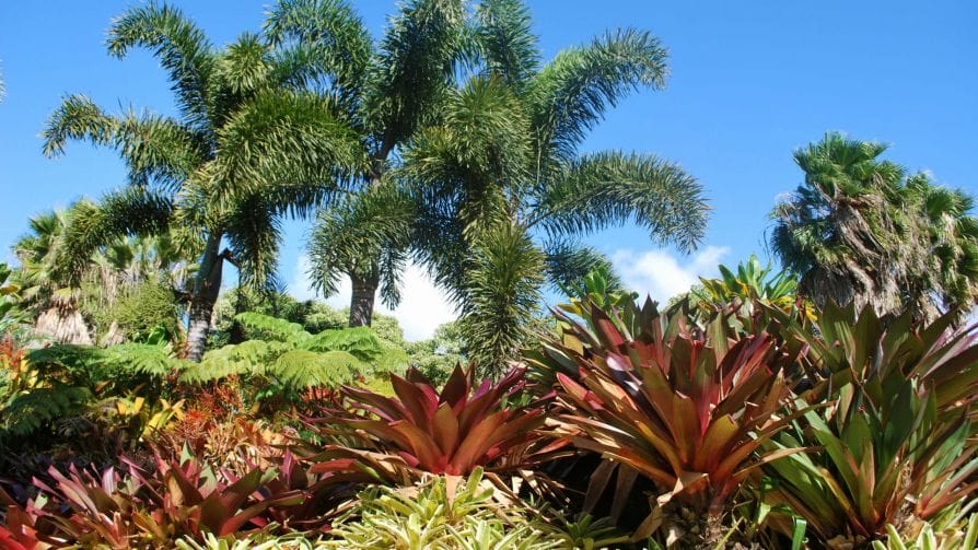 Botanical-Waimea-Valley-Hike