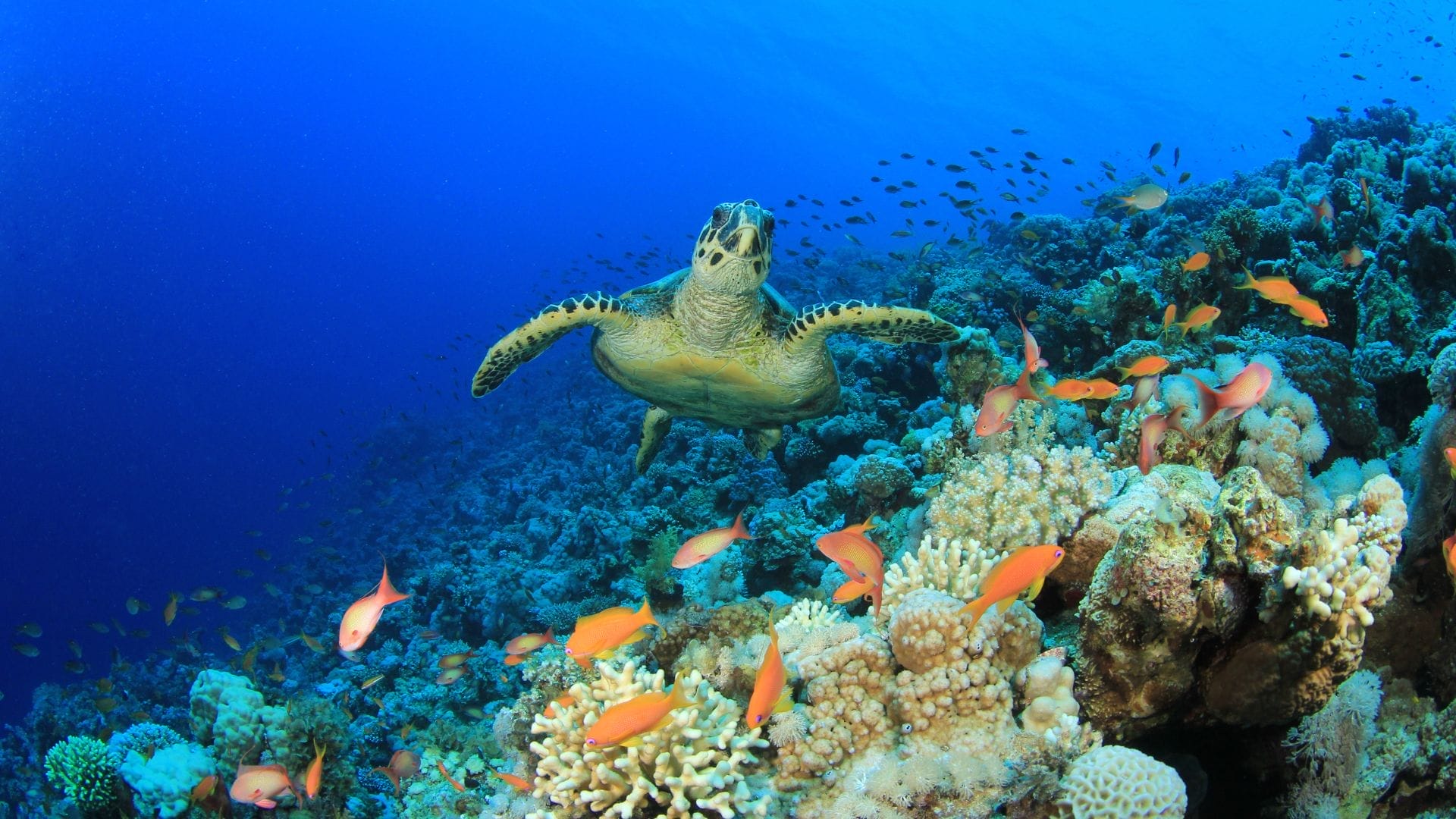 Conclusion-sea-turtles-on-Oahu