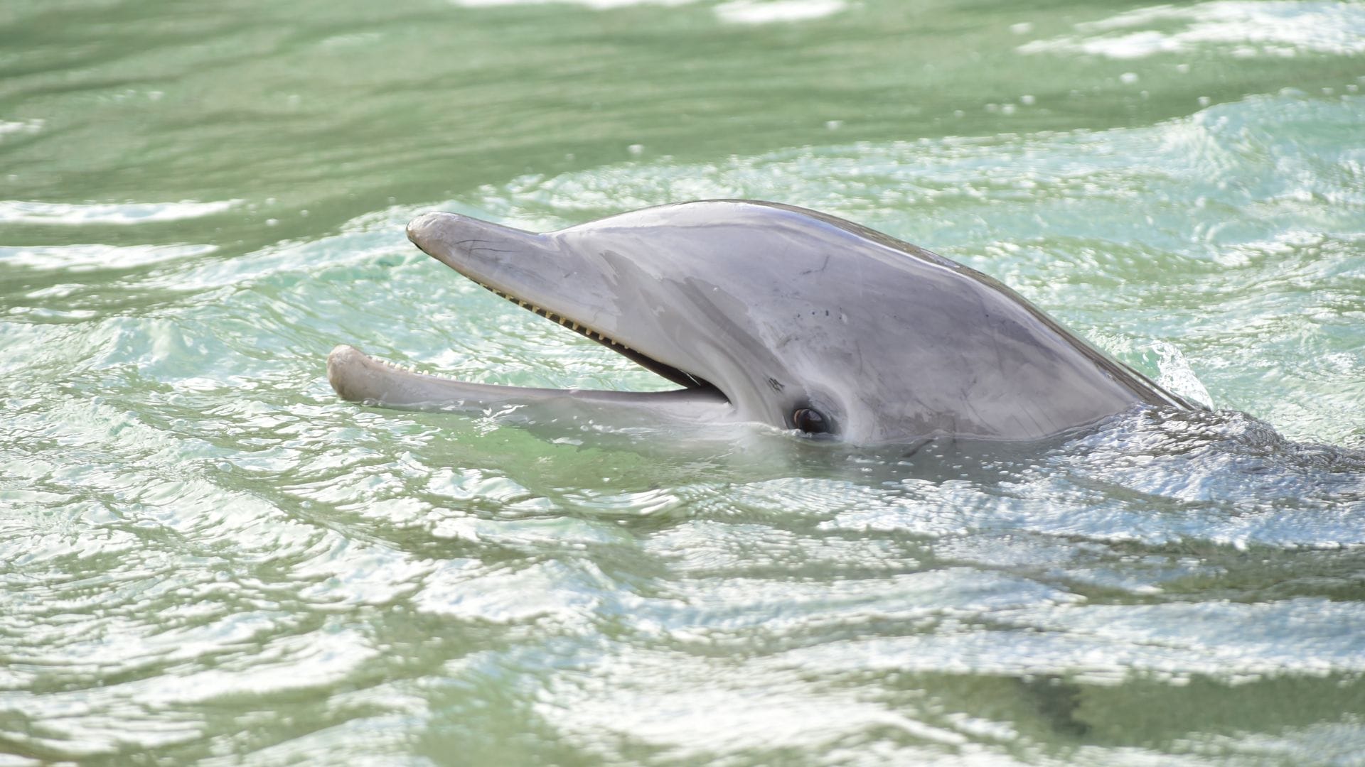 Dolphin Species in Oahu