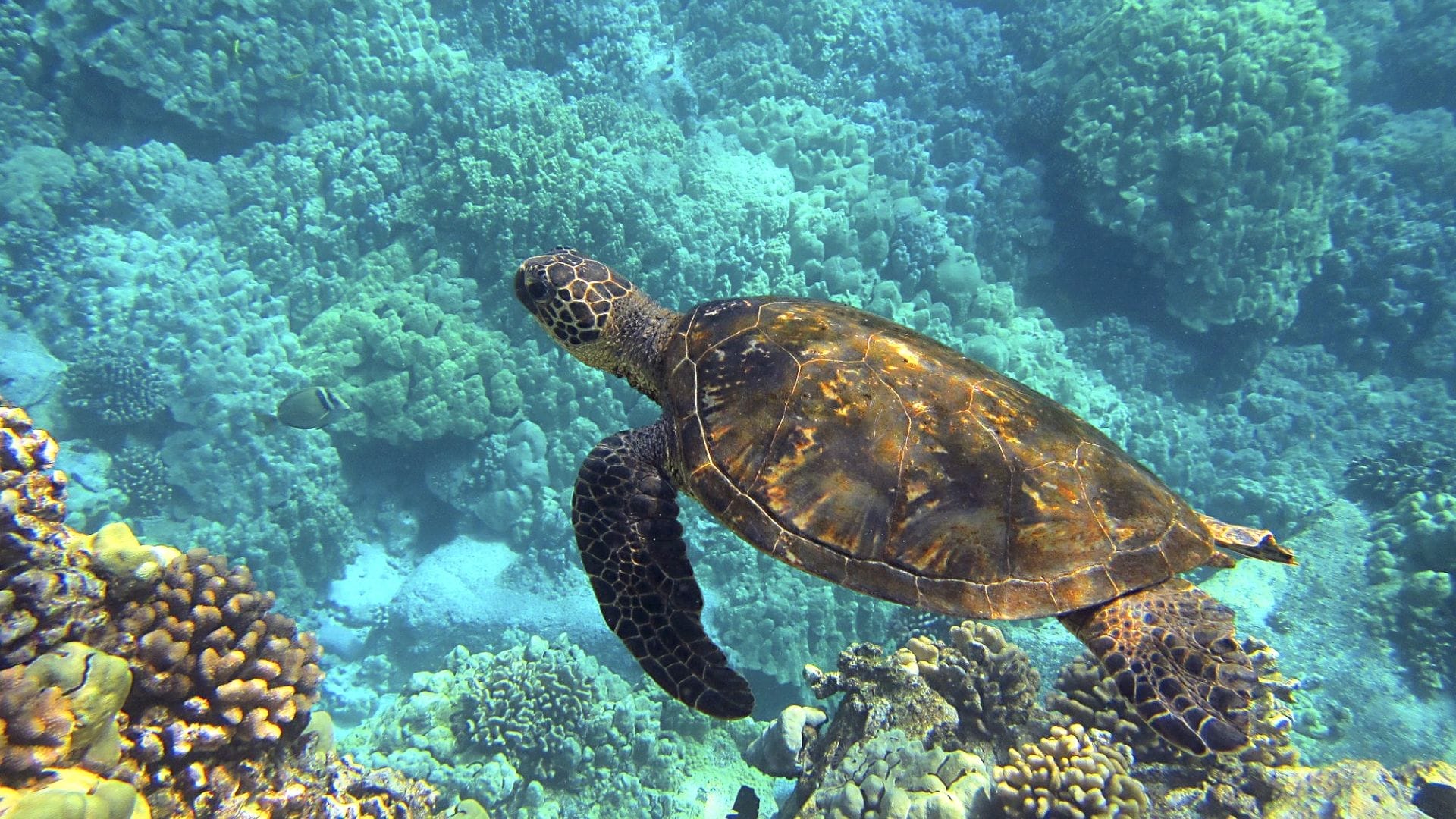 sea-turtles-on-oahu