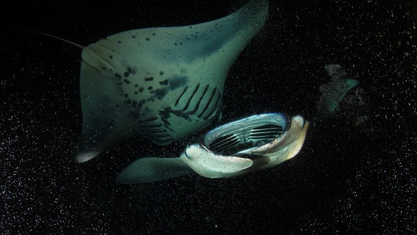 Can-You-See-Manta-Rays-at-Night-in-Oahu