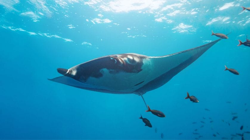 Conclusion-Swim-with-Manta-Rays-in-Oahu