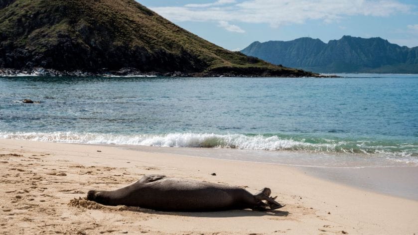Conclusion-the-best-beaches-to-see-monk-seals-in-Oahu