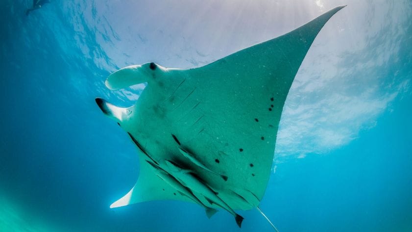 Is-It-Worth-Swimming-With-Manta-Rays-in-Oahu