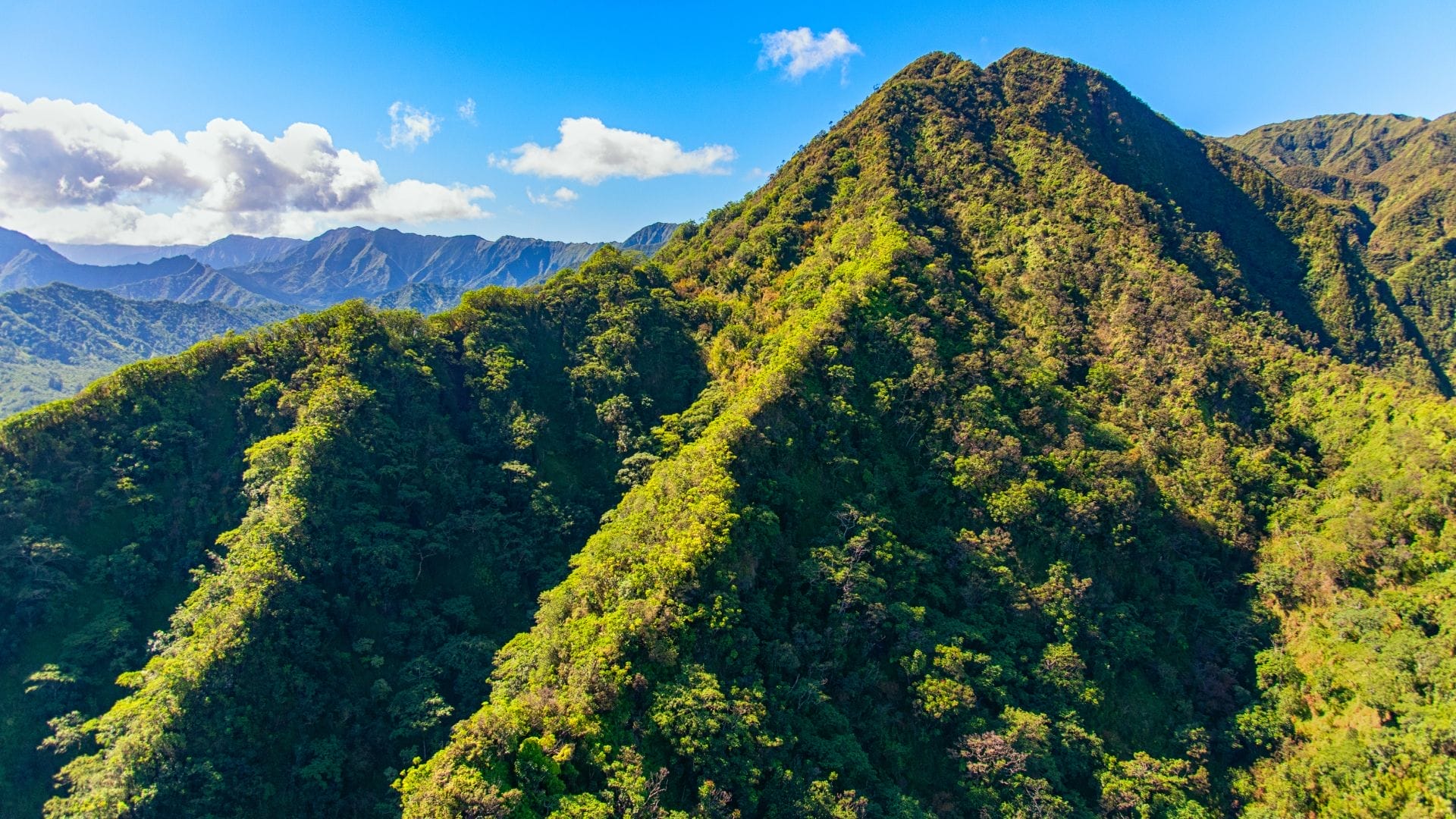 Oahu Rainforest Hiking: 5 Stunning Trails - Real Hawaii Tours