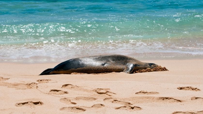 The-best-beaches-to-see-monk-seals-in-Oahu