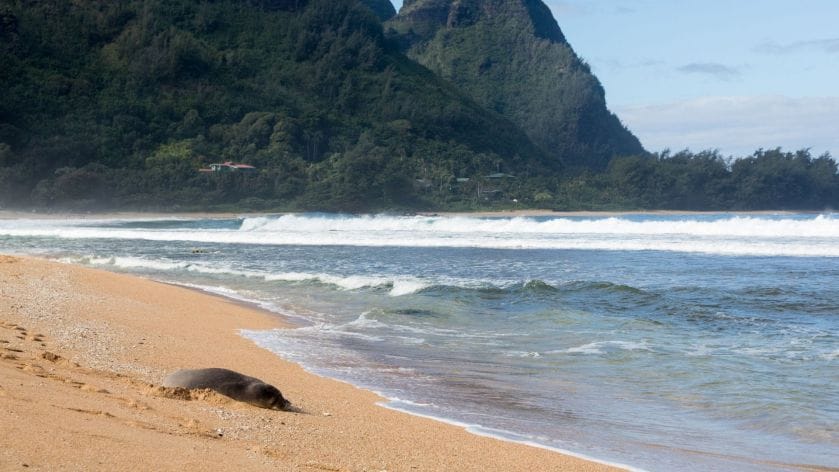 Where-Else-to-Spot-Hawaiian-Monk-Seals-in-Hawaii
