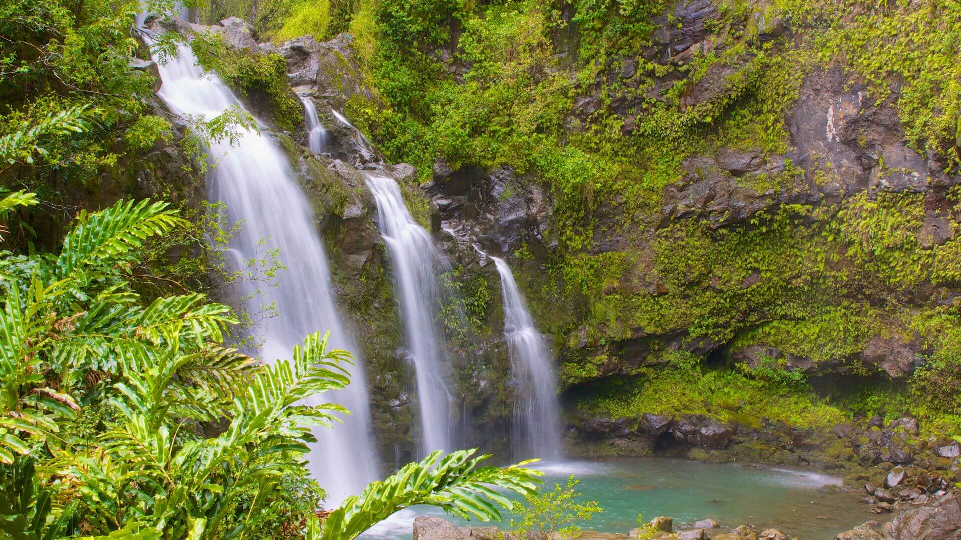 Maui-Waterfall-Swim-and-Rainforest-Exploration