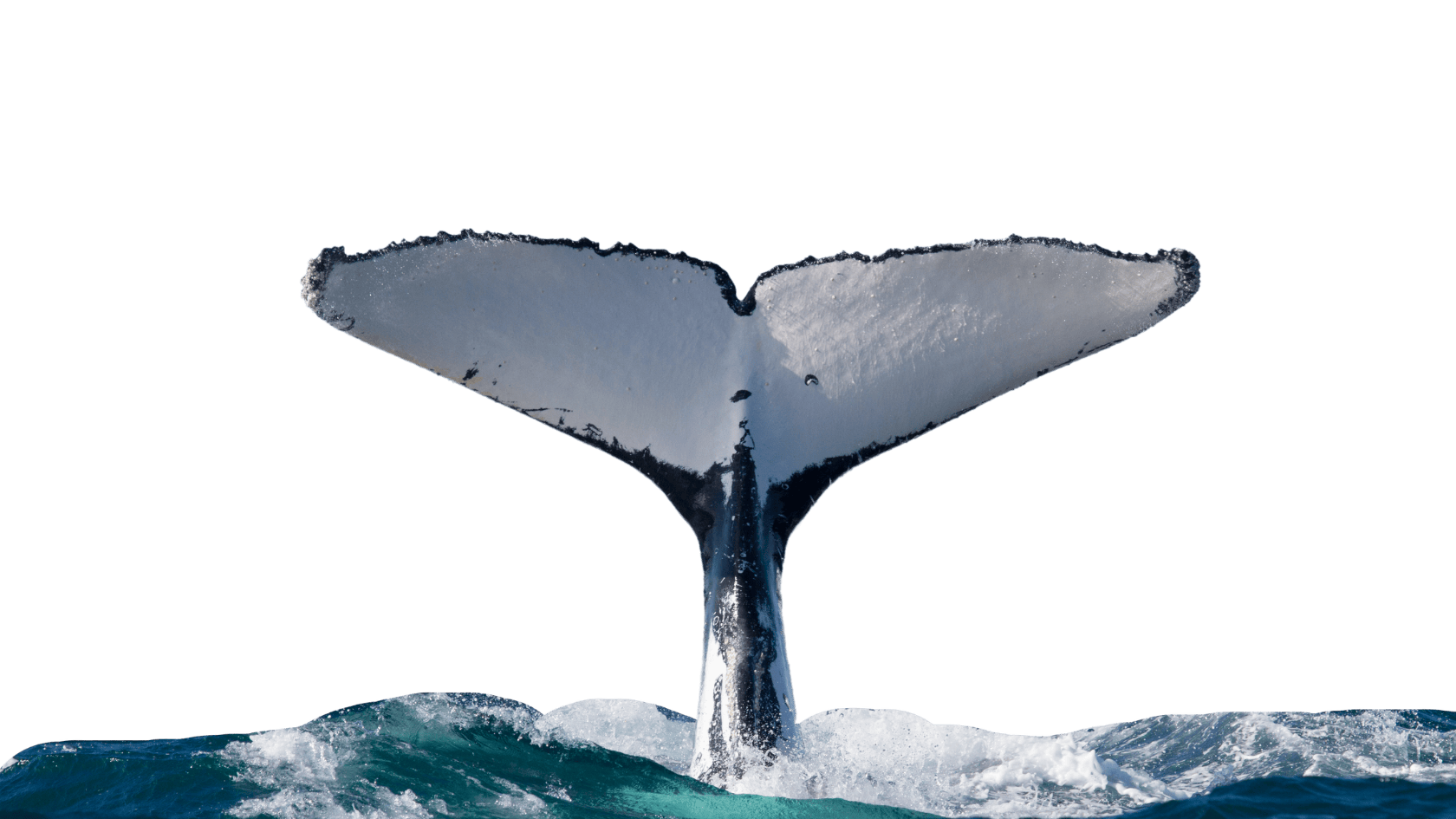 Whale Watching Maui - Best Whale Watching Maui Has To Offer!