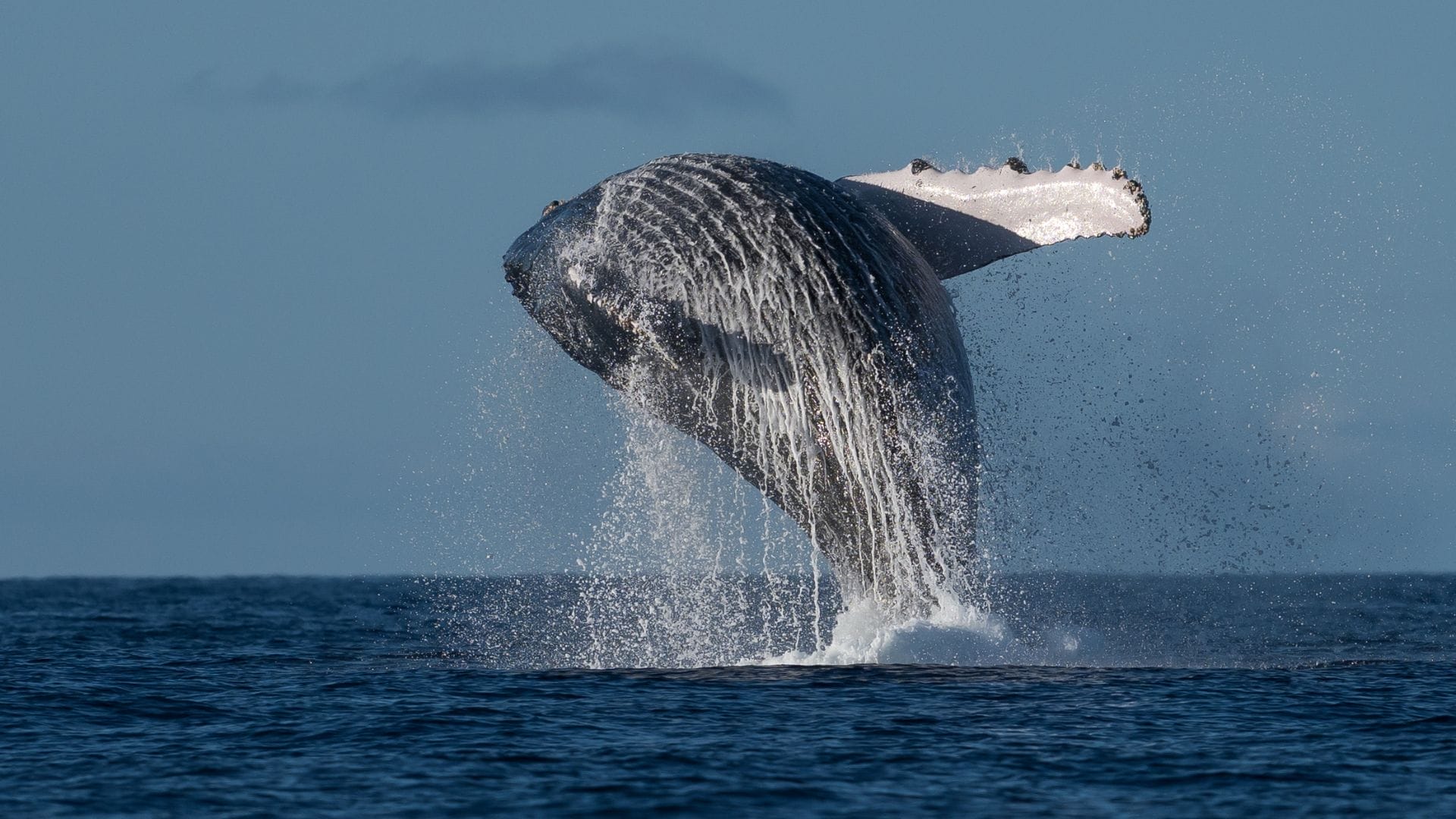 best-maui-whale-watching-tours