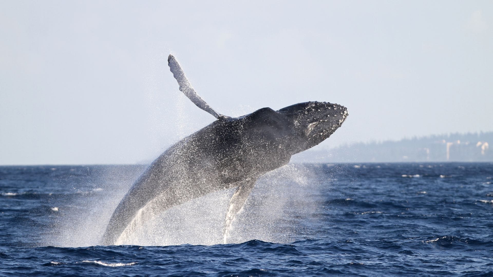 best-whale-watching-maui