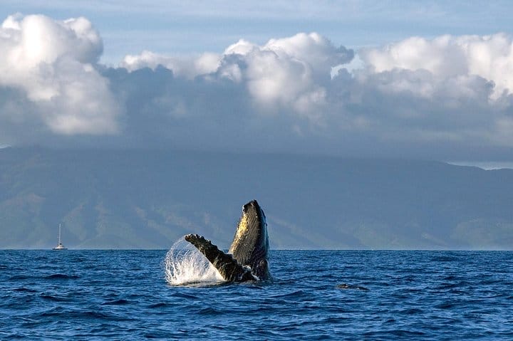 From Maalaea Harbor: Whale Watching