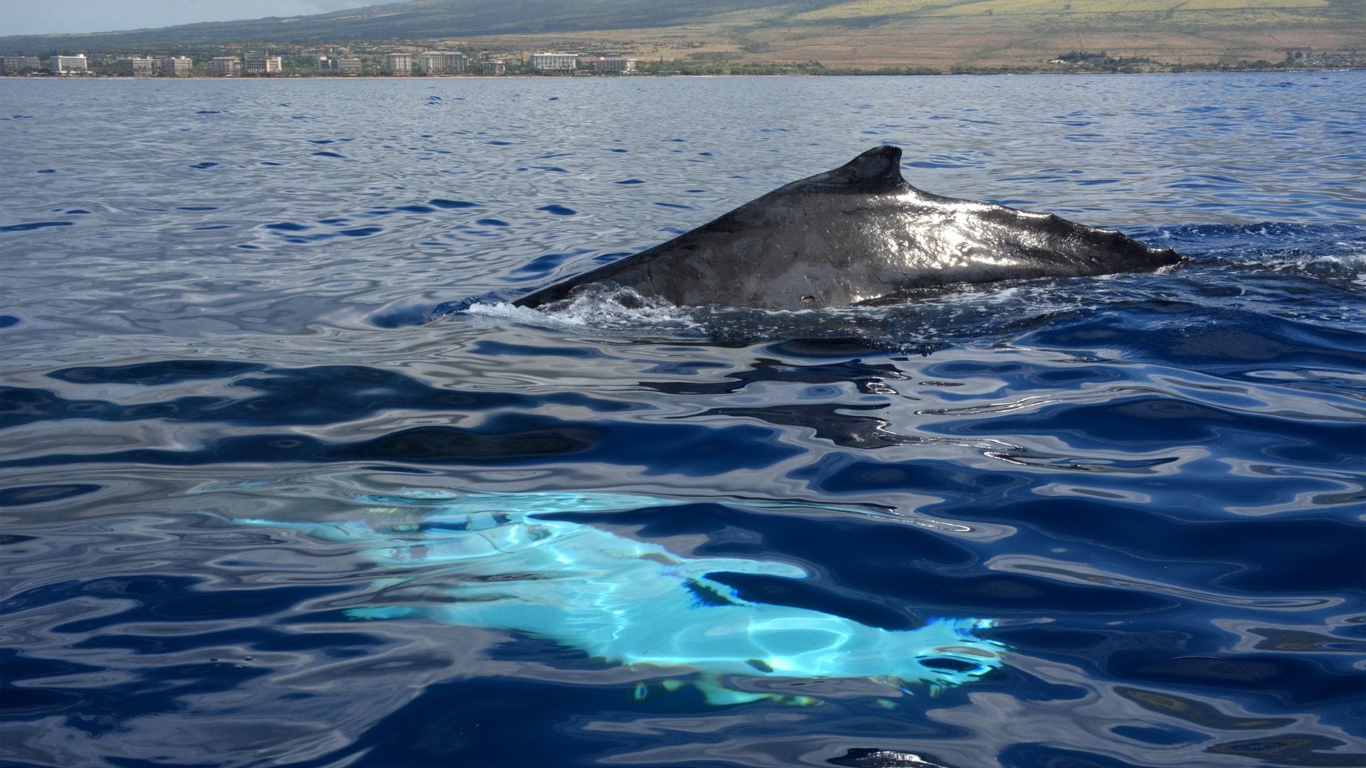 maui-whale-watching-season