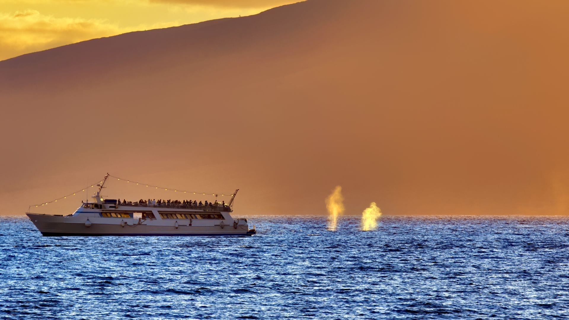 Maui-whale-watching-tours