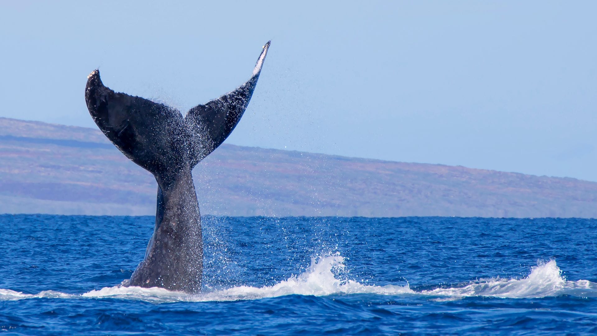 Maui-whale-watching