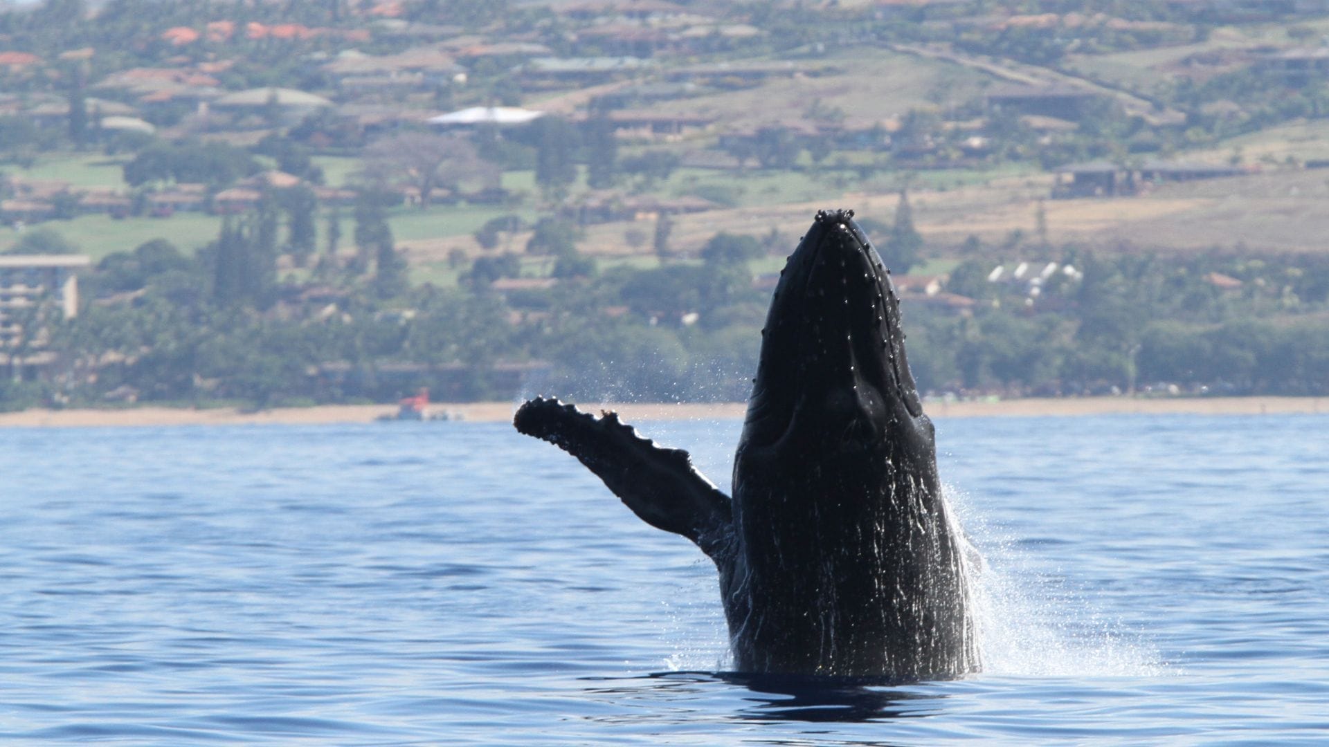 whale-watching-in-maui-cost
