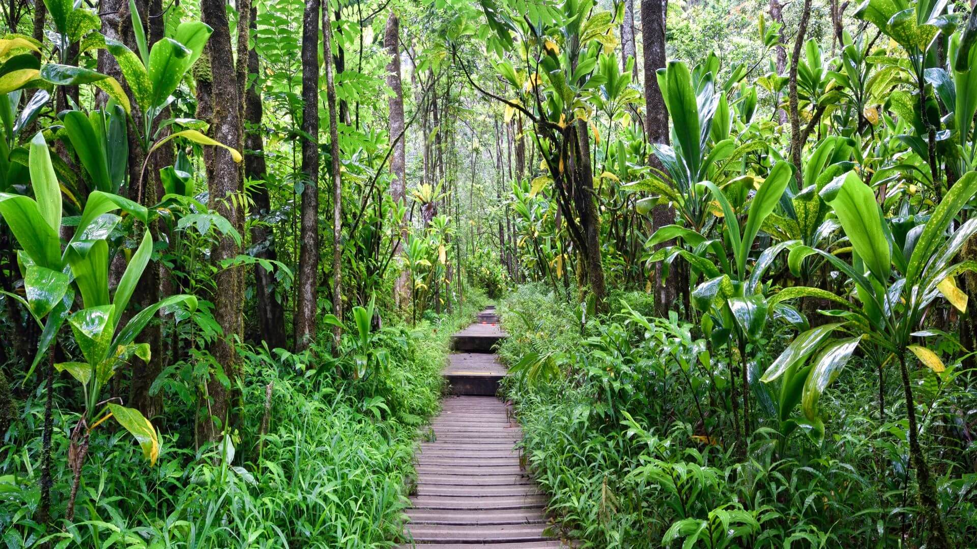 Mystical Jungle Haven Fog Enveloped Forest Paradise Background